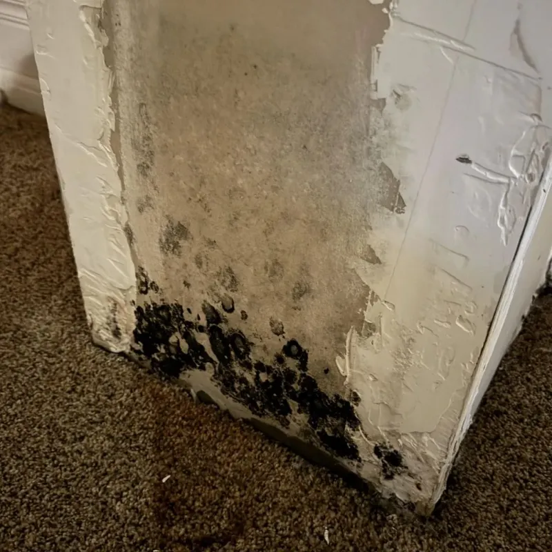 Professional Mold Removal in Blackstone, VA
